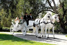 austin wedding transportation horse and carriage