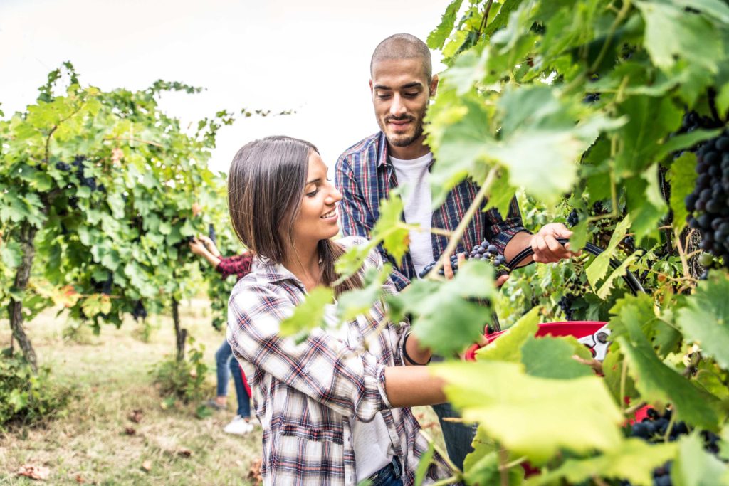 couple harvesting in vineyard